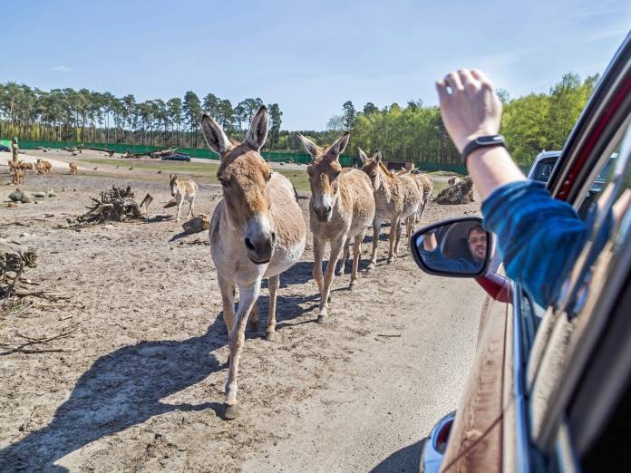 Heidės ir Serengečio safario parkai - pažintinė kelionė - NNN