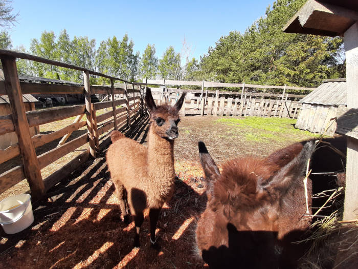 Poilsiavietė „Buki“ ir mini zoologijos sodas - Viešbučiai Ventspilyje