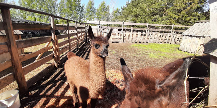 Poilsiavietė „Buki“ ir mini zoologijos sodas - Viešbučiai Ventspilyje