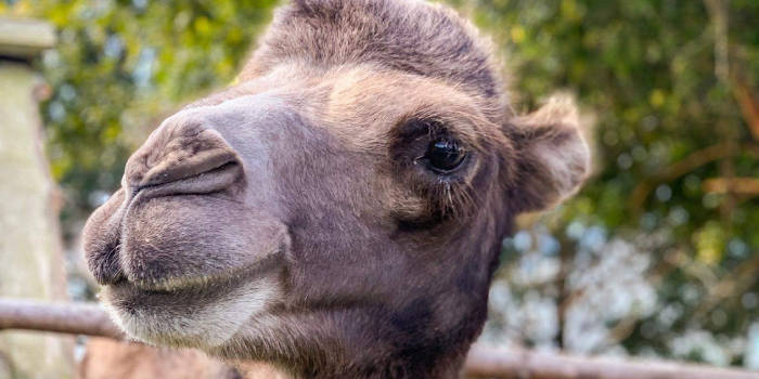 Poilsiavietė „Buki“ ir mini zoologijos sodas - Viešbučiai Ventspilyje