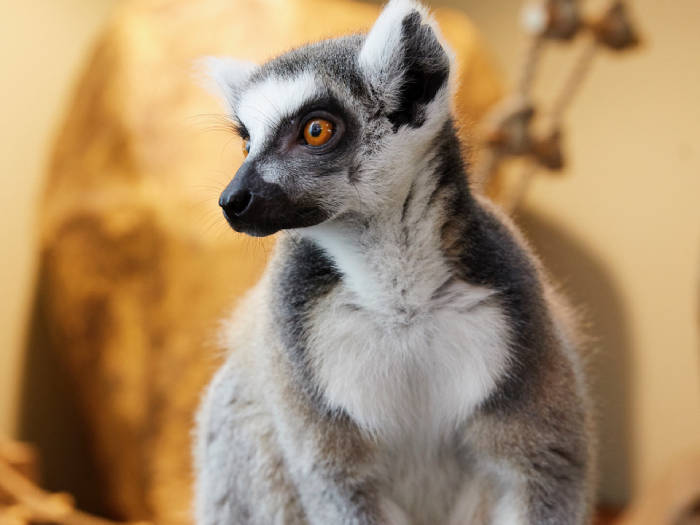 Zoologijos sodas Zoopark Kaune - Viešbučiai Kaune