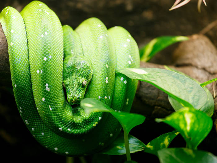 Zoologijos sodas Zoopark Vilniuje - Viešbučiai Vilniuje