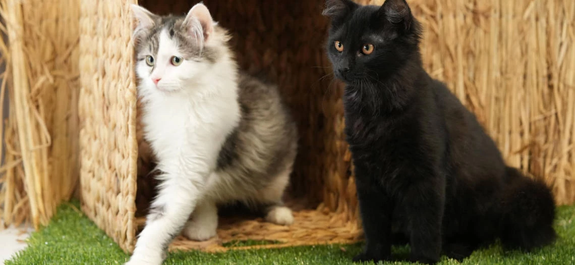 Zoologijos sodo „Zoopark“ DOVANŲ ČEKIS