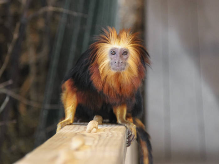 Zoologijos sodas Zoopark Vilniuje - Viešbučiai Vilniuje