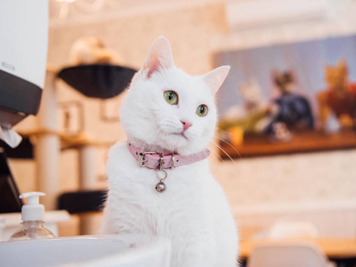 Kačių kavinė Cat Cafe - Viešbučiai Vilniuje