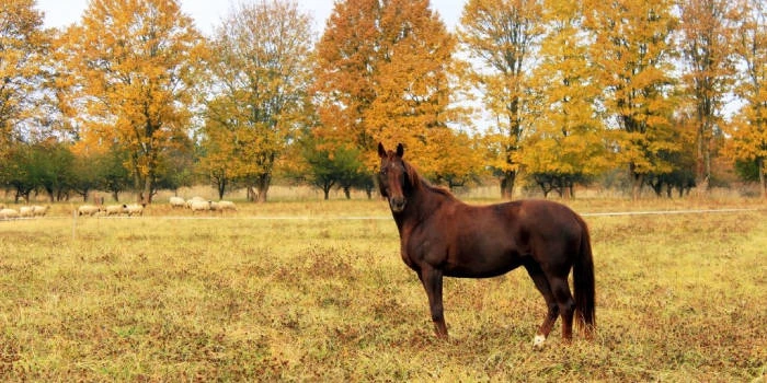 Rietavo žirgynas - Viešbučiai Telšių rajone
