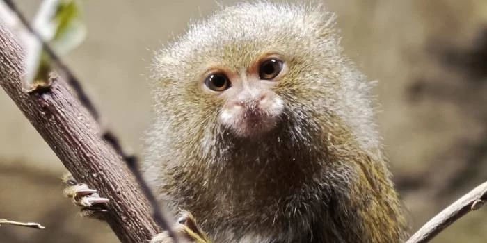Rygos zoologijos sodas - Viešbučiai Rygoje